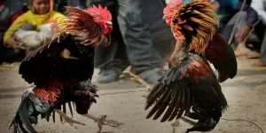 Hưỡng dẫn chơi đá gà WW88